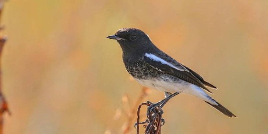 Türkiye'de ilk defa Kara Taşkuşu görüldü