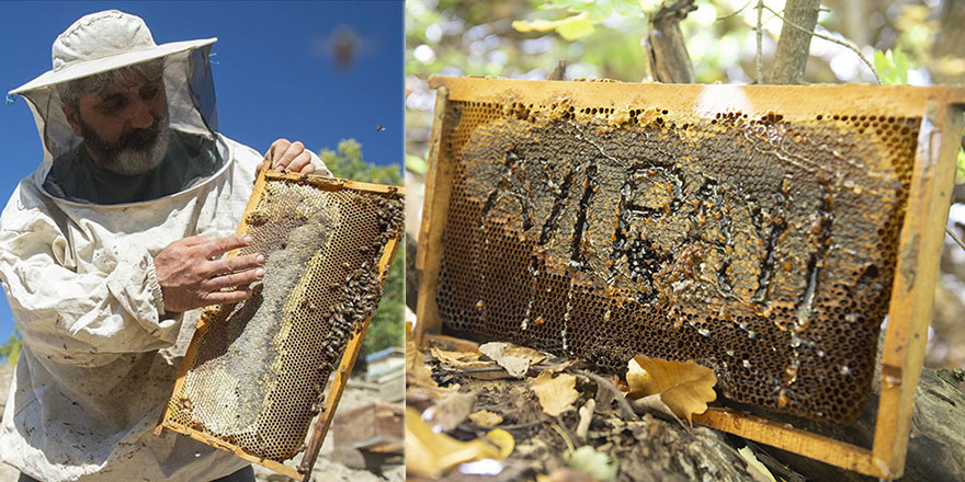 'Ayı payı' bırakan arıcı: Önce onların rızkı sonra benim