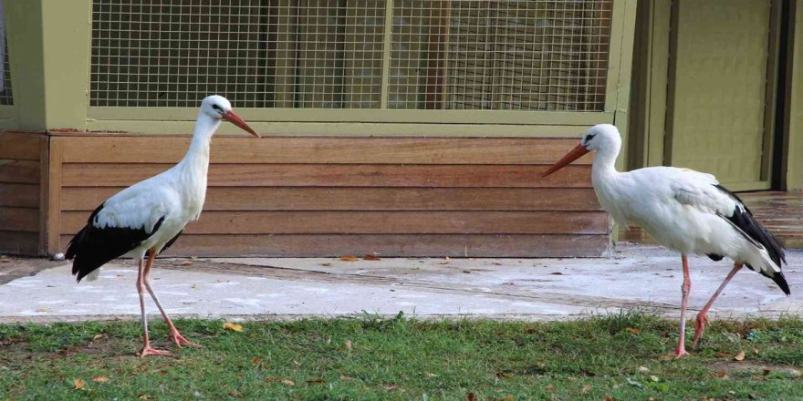Baharın müjdecisi leylekler Iğdır'a gelmeye başladı