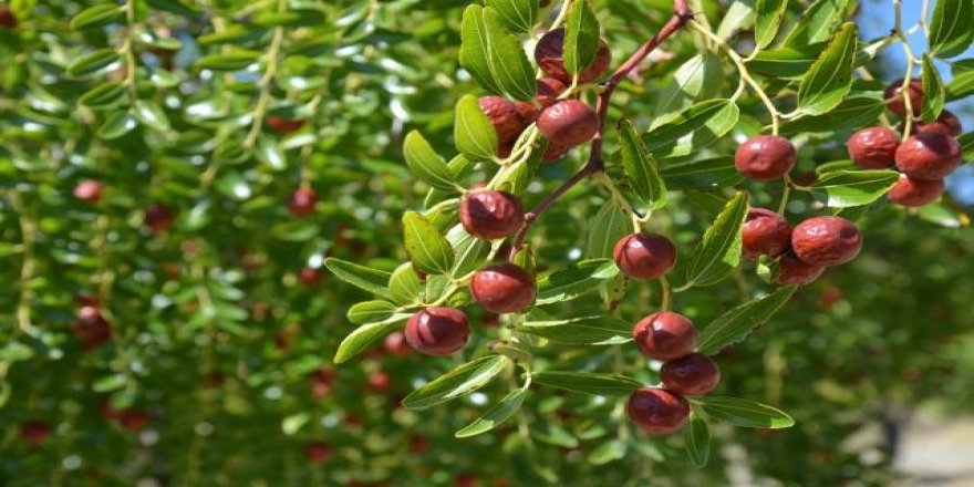 Demirci hünnabında hasat başladı