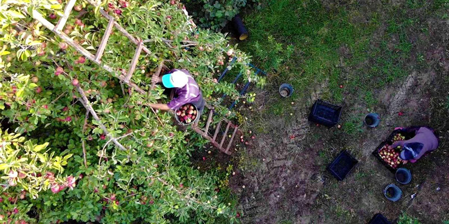 Elmaları topluyoruz topluyoruz bitmiyor, Cenab-ı Allah Hızır mı uğrattı ne?