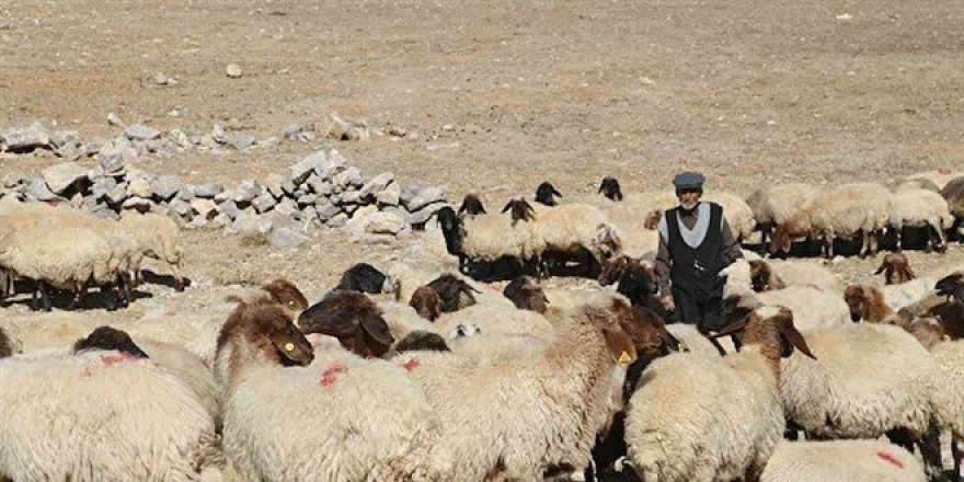 10 bin lira maaşla çalıştıracak çoban bulamıyorlar