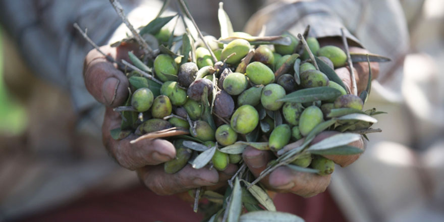 Fanatik Yahudiler hasat sevinci de yaşatmıyor