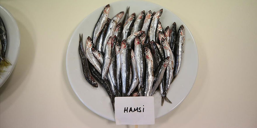 Hamsinin iltihap ve kansere karşı koruyucu özelliği var