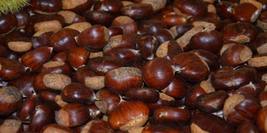 Kainat eczanesinden kestanenin faydası