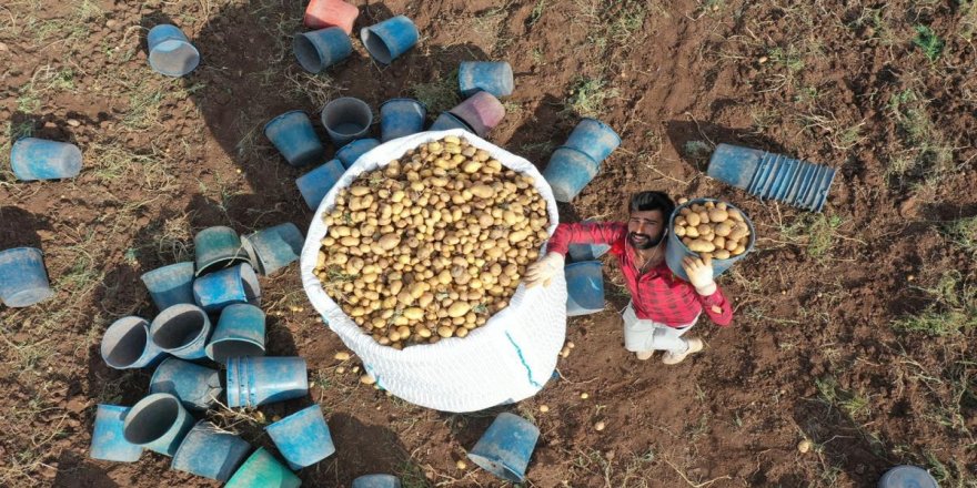 Yüzde 80'i yerli tohumlardan üretiliyor! Verimiyle üreticisini sevindirdi