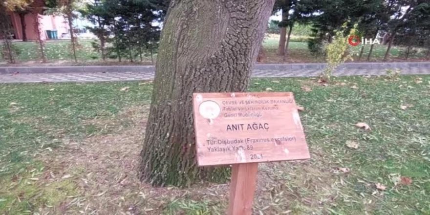 Tekirdağ'da 2 devlet gören tabiatın sessiz tanıkları