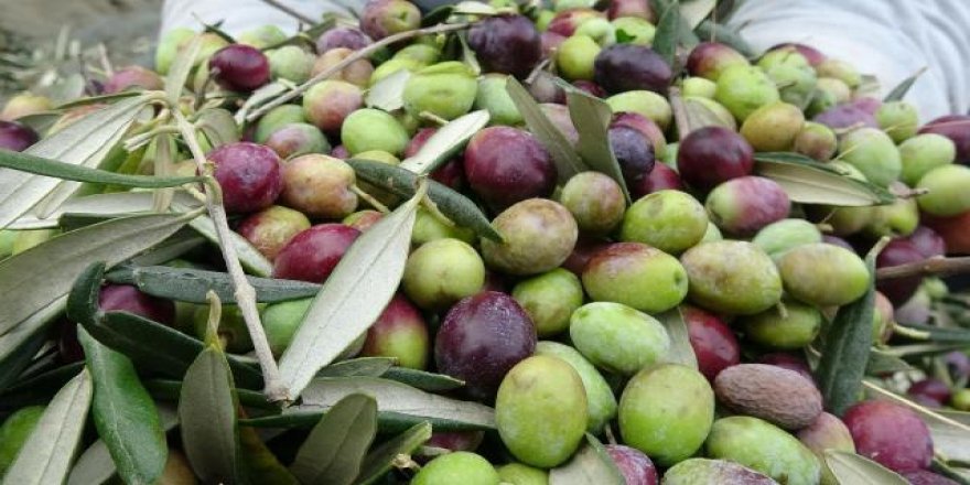 Terk edilen maden alanlarına 22 bin zeytin ağacı dikildi