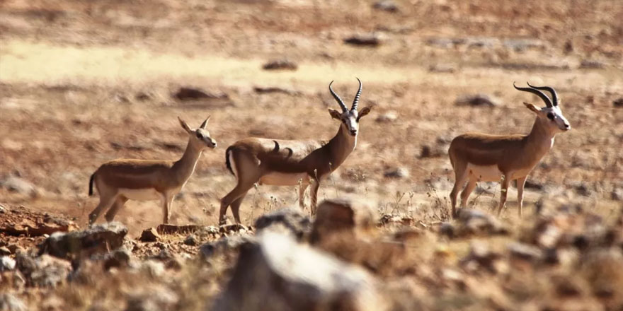 Nesli tükenme tehlikesindeki 30 ceylan Şanlıurfa'da tabiata salındı