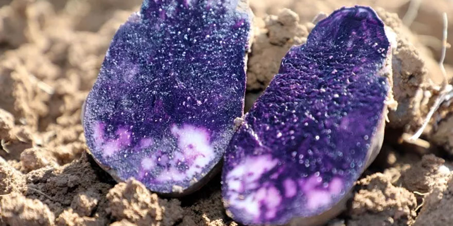 Sivas'ta mor renkli patates hasadı başladı