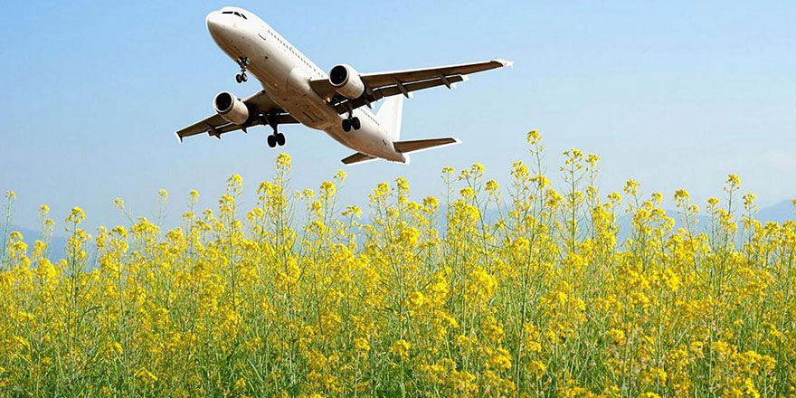 Uçaklar yosundan üretilen jet yakıtla uçacak