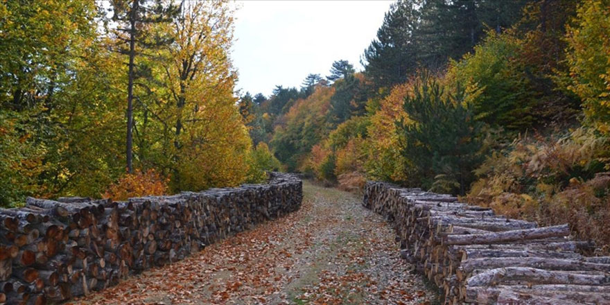 Manisa ormanlarında hazan mevsimi