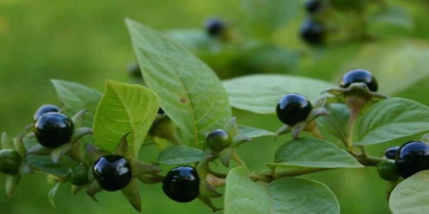 Güzelavrat otu hem zehir hem şifa