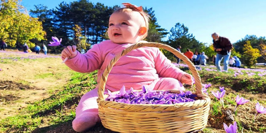 Safranbolu'da 5'incisi düzenlenen festivalde safran hasadı 