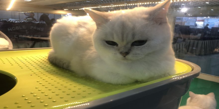 İstanbul'da Mutlu Kediler yarışması