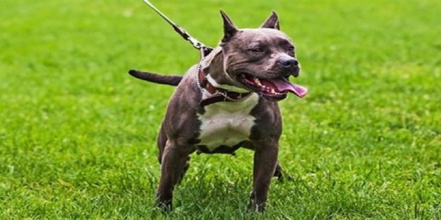 Tehlikeli ırk köpek sahibi 37 kişiye 554 bin 334 lira ceza