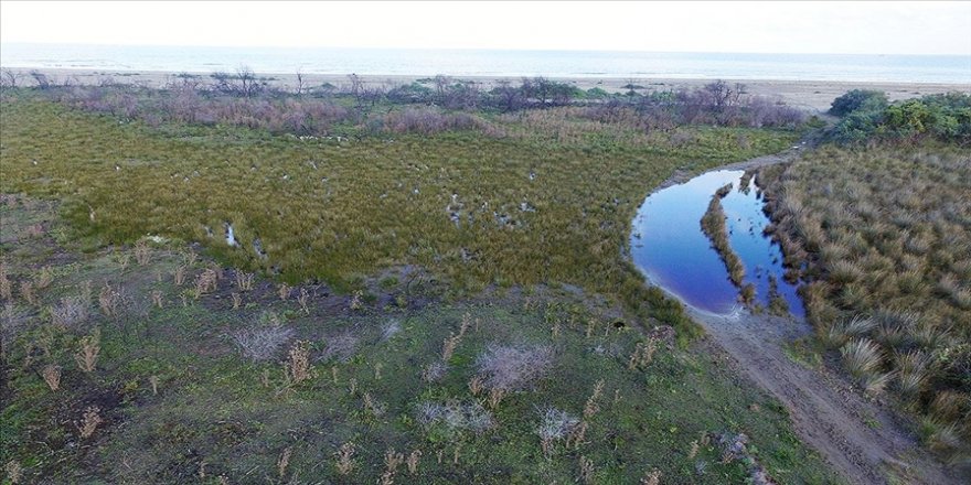 Kızılırmak Deltası'nda yanan alanlar 1 yılda doğal yapısına kavuştu