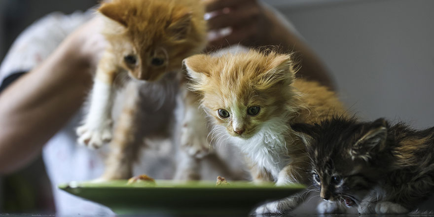 Bitkisel ürünler hayvanların tedavisinde de kullanılıyor