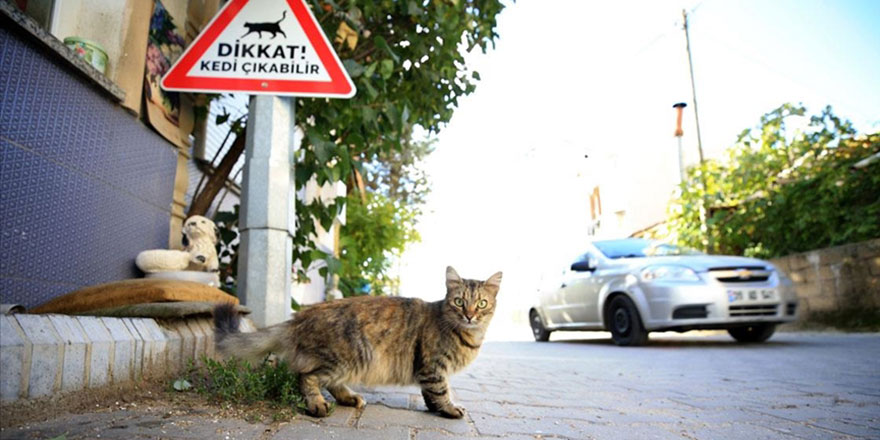 Kırklareli'nde sürücüler 'kedi - köpek çıkabilir' tabelalarıyla uyarılıyor