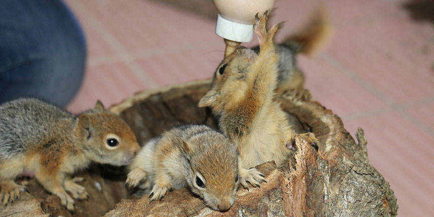 Kesilen ağacın kovuğunda bulduğu 4 sincap yavrusunu biberonla besliyor