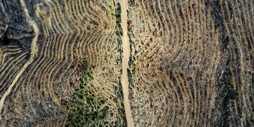 Yanan orman alanlarının ağaçlandırılmasına 11 Kasım'da başlanacak