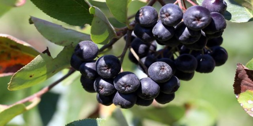 Salgın döneminde süper meyve "aronya"ya ilgi arttı