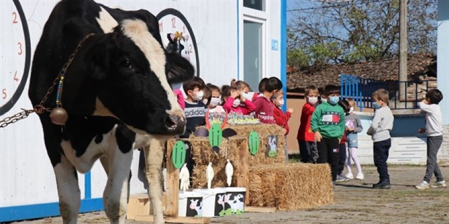 Öğretmen 'İ' harfini öğretmek için okula inek getirdi
