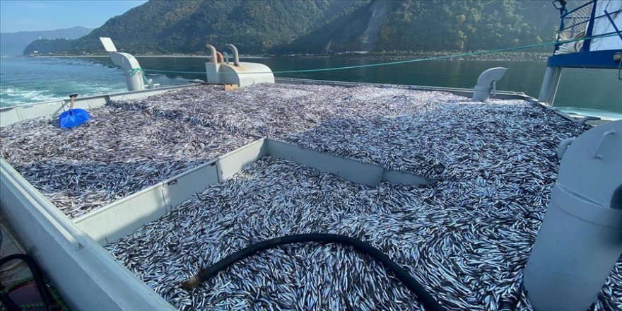 Kar bereketiyle geldi: Hamsi fiyatları yarıya düştü