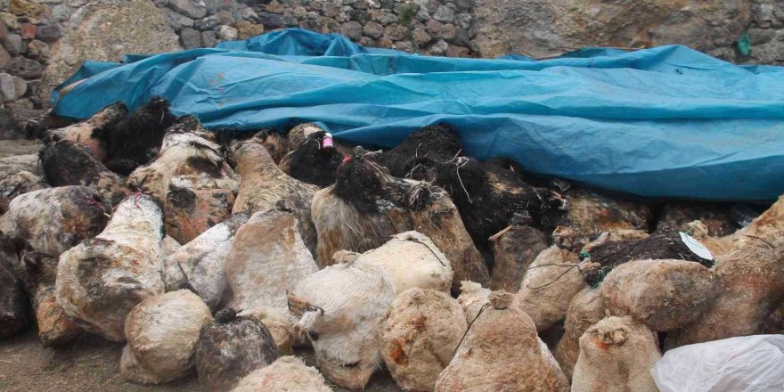 Bekçi nöbet tuttu! Tulum peynirleri 150 gün mağarada bekletildi