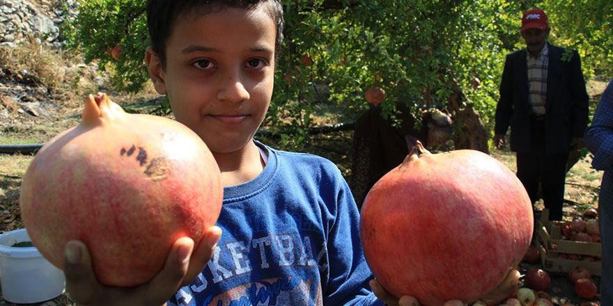Maşallah! Bu narların tanesi 1,5 kilo ağırlığında