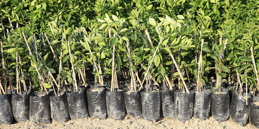 Her anne için bir fidan