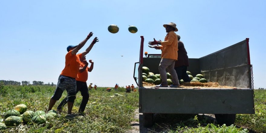 Hükümlüler, 16 bin dönüm alanda tarımsal üretime katkı sağlıyor