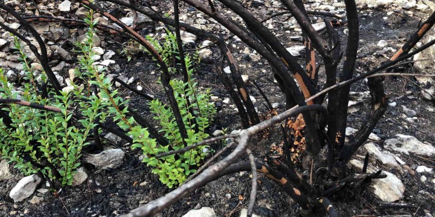 Isparta Sütçüler’de küle dönen orman yeşillenmeye başladı