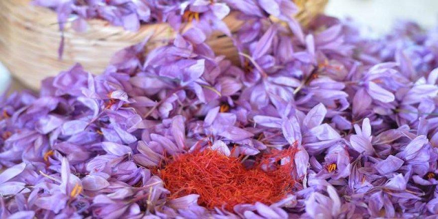 Bir dönümden 1 kilo safran çıkıyor! Kilosu 90 bin lira