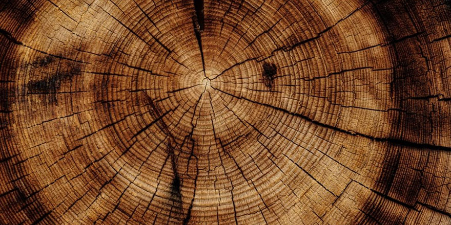 Depremlerin ağaçların büyümesine vesile olduğu keşfedildi