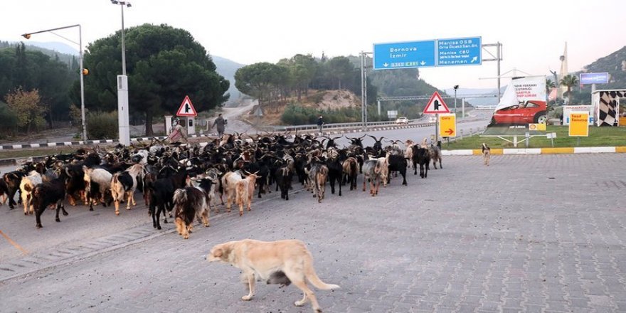 Ağılı şehir içinde kalan çoban, 40 yıldır sürüsünün güzergahını değiştirmedi