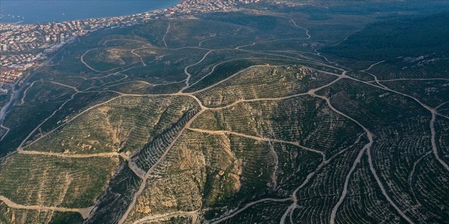 Deniz kıyısında yanan ormanlık alan yeniden yeşeriyor