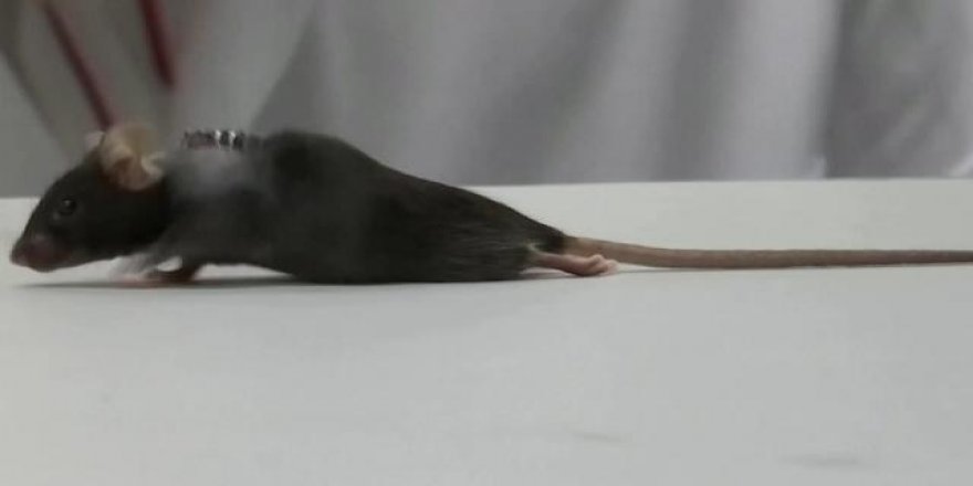 Felçli farelerin yeniden yürümeleri sağlandı, sıra insanlarda