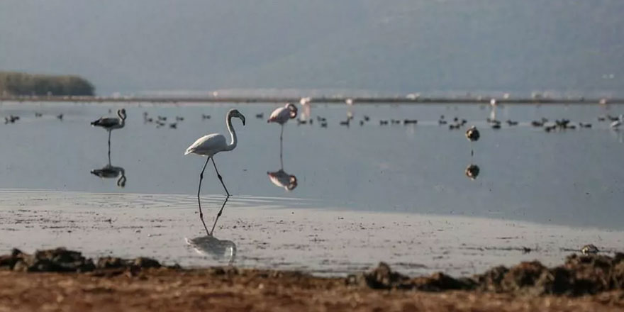 Kuş cenneti Bafa Gölü'nde kuraklık: 261 kuş türünü etkileyebilir