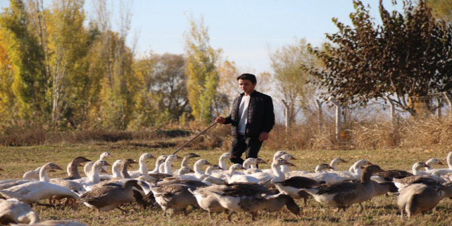 Genç kardeşlerin örnek başarısı: 160 kazla başladılar, şimdi 1000 kazları var