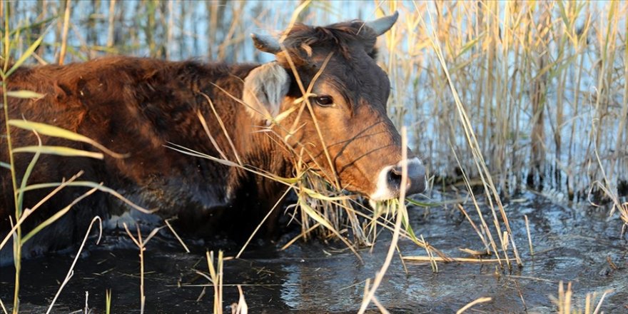 Üreticiler dişi hayvanlarını kesime vermesin