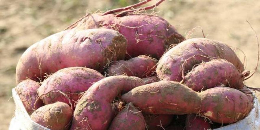 Torbalı'da kırmızı ve mor patates hasadı yapıldı