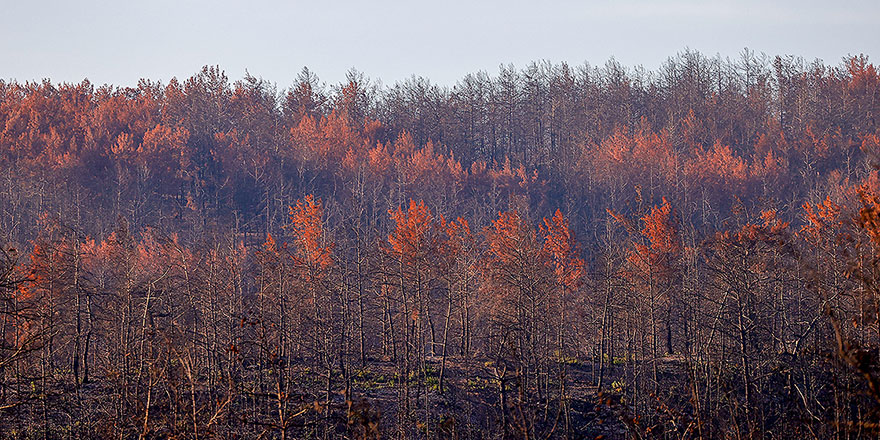 Yanan ormanlarda hüzünlü sonbahar
