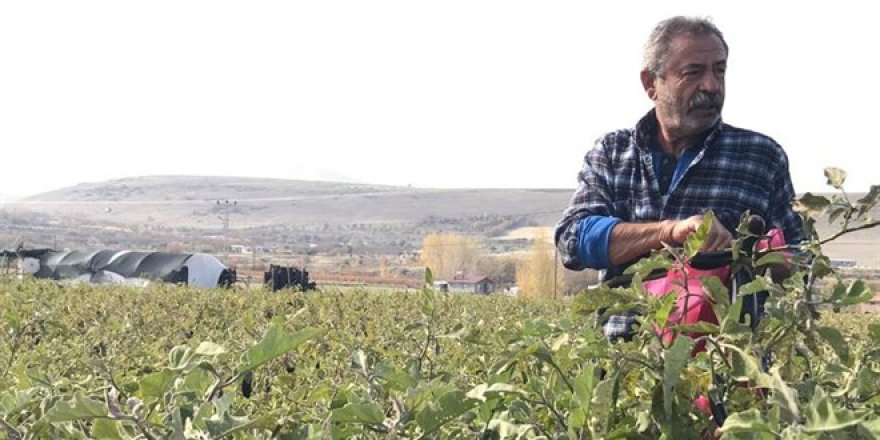 Marketlerdeki fiyata kızdı 20 dönümlük sebze tarlasını vatandaşlara ücretsiz açtı