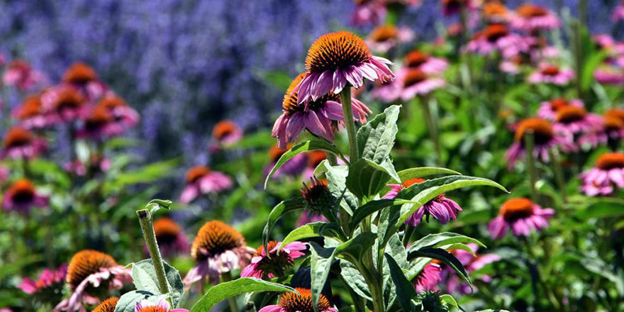 Bilimsel sonuç: Bitkiler de insanlar gibi duygularıyla yaratılmış