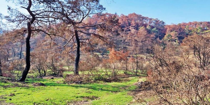 Marmaris’te yanan ormandan sevindiren fotoğraf