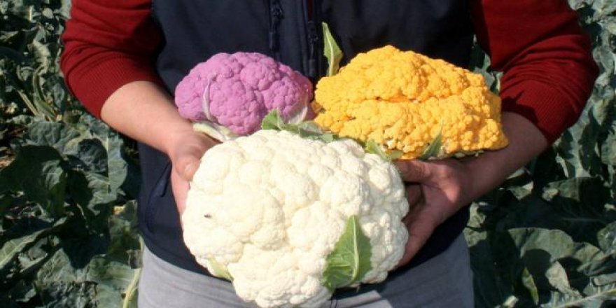 Bursa'da renkli karnabaharda hasat başladı