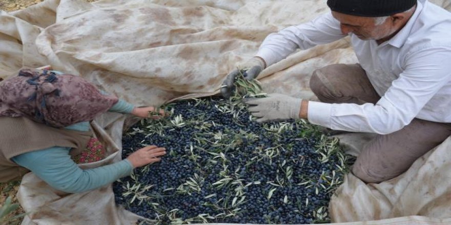 Demirci'de üretici zeytin rekoltesi ve fiyatından memnun