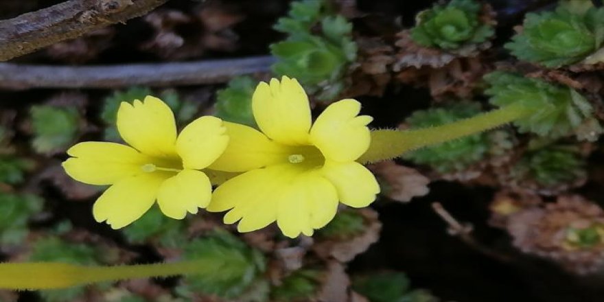 Özel yetişen bitkilerden gelen şifa