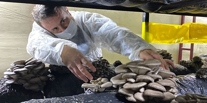 Bahçesinde 40 ton istiridye mantarı üretiyor